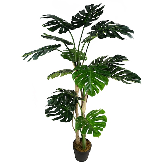 araceae philodendron Philodendron distantilobum