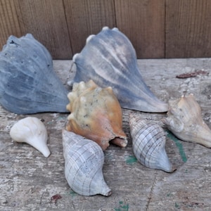 Knobbed Welk Shell Lot - Key West Conch Shells
