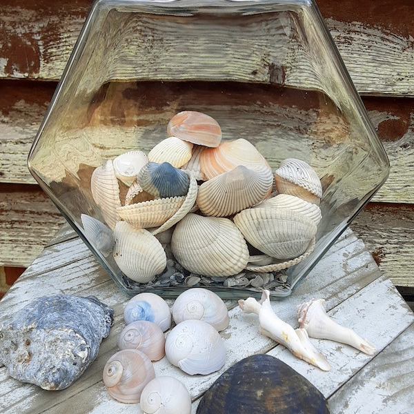 Vintage Fishbowl Filled With Assorted Seashells - Glass Terrarium - Beach House Decor