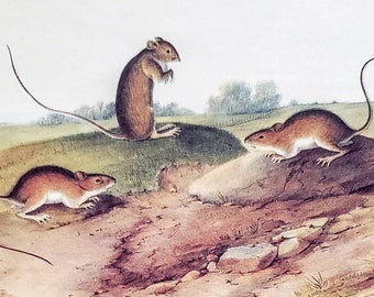 Meadow Jumping Mouse by John James Audubon 9" x 12" Book Plate with Text Info 1967 Reproduction Art Print