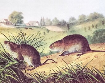 Eastern Meadow Vole by John James Audubon 9" x 12" Book Plate with Text Info 1967 Reproduction Art Print