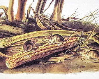 Eastern Harvest Mouse door John James Audubon 9 "x 12" boekplaat met tekstinfo 1967 reproductie Art Print