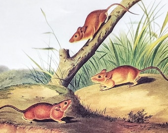 Golden Mouse by John James Audubon 9" x 12" Book Plate with Text Info 1967 Reproduction Art Print