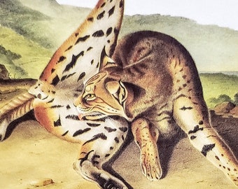Bobcat Licking Itself by Audubon 9" x 12" Book Plate with Text Info 1967 Reproduction Art Print