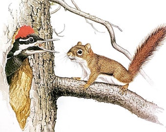 Young Red Squirrel & Pileated Woodpecker by Glen Loates Book Plate Reproduction Art Print 1977 9.5" x 13.5" North American Nature Decor