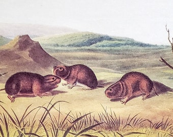 Northern Bog Lemming door John James Audubon 9 "x 12" boekplaat met tekstinfo 1967 reproductie Art Print