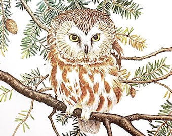 Northern Saw-Whet Owl by Glen Loates Book Plate Reproduction Art Print 1977 9.5" x 13.5" North American Birds Wildlife Nature Decor