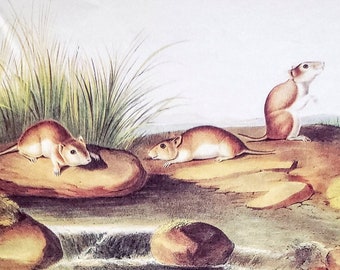 Northern Grasshopper Mouse by John James Audubon 9" x 12" Book Plate with Text Info 1967 Reproduction Art Print