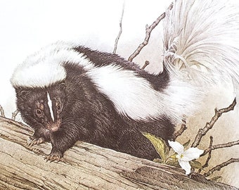 Striped Skunk by Glen Loates Book Plate Reproduction Art Print 1977 9.5" x 13.5" North American Wildlife Nature Decor