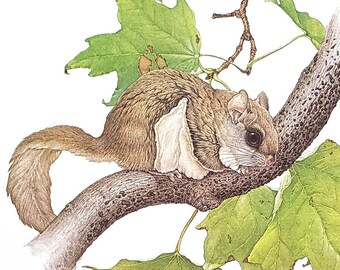 Flying Squirrel on Maple Branch by Glen Loates Book Plate Reproduction Art Print 1977 9.5" x 13.5" North American Wildlife Nature Decor