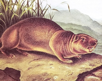 Mountain Beaver by John James Audubon 9" x 12" Book Plate with Text Info 1967 Reproduction Art Print