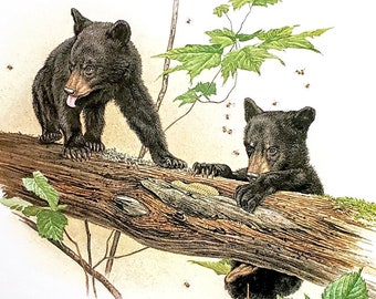 Black Bear Cubs and Bees by Glen Loates Book Plate Reproduction Art Print 1977 9.5" x 13.5" North American Wildlife Nature Decor