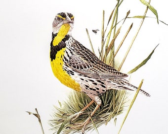 Eastern Meadowlark by Glen Loates Book Plate Reproduction Art Print 1977 9.5" x 13.5" North American Birds Wildlife Nature Decor