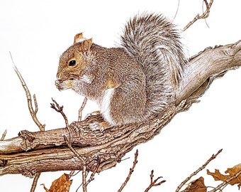 Gray Squirrel by Glen Loates Book Plate Reproduction Art Print 1977 9.5" x 13.5" North American Wildlife Nature Decor