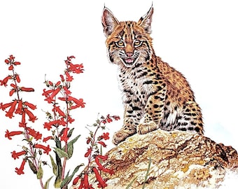 Bobcat Kitten by Glen Loates Book Plate Reproduction Art Print 1977 9.5" x 13.5" North American Wildlife Nature Decor