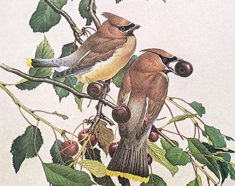 Cedar Waxwing by Glen Loates Book Plate Reproduction Art Print 1977 9.5" x 13.5" North American Birds Wildlife Nature Decor