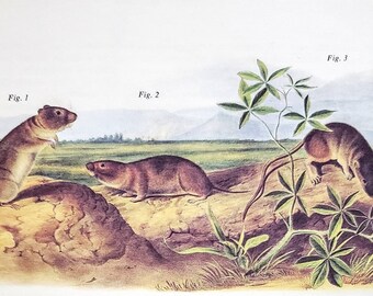 Marsh Rice Rat door John James Audubon 9 "x 12" boekplaat met tekstinfo 1967 reproductie Art Print
