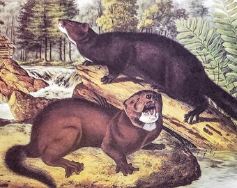 Nerts van Audubon 9 x 12 inch boekplaat met tekstinfo 1967 reproductie kunstafdruk