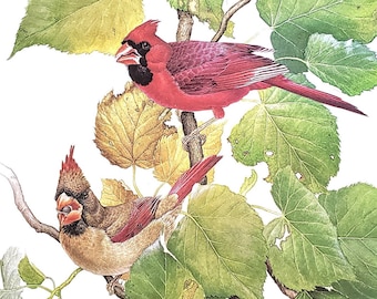 Cardinal Pair by Glen Loates Book Plate Reproduction Art Print 1977 9.5" x 13.5" North American Birds Wildlife Nature Decor