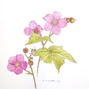 May include: A watercolour illustration of a purple-flowering raspberry plant. The artwork features pink flowers, green leaves, and spiky seed pods. The text at the bottom reads "PURPLE-FLOWERING RASPBERRY, 1969" and the dimensions are 31.5 x 25.4 cm.