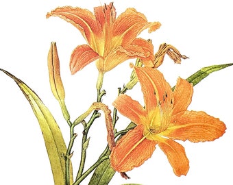 Day Lily by Glen Loates Book Plate Reproduction Art Print 1977 9.5" x 13.5" North American Flowers Nature Decor