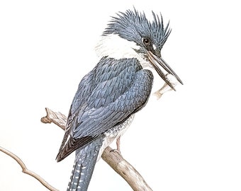 Belted Kingfisher by Glen Loates Book Plate Reproduction Art Print 1977 9.5" x 13.5" North American Birds Wildlife Nature Decor