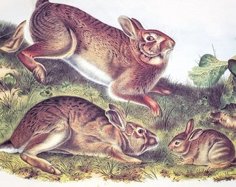 Eastern Cottontail Rabbit by John James Audubon 9" x 12" Book Plate with Text Info 1967 Reproduction Art Print