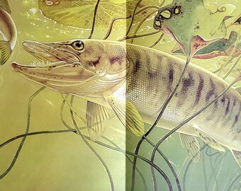 Muskellunge Pursuing White Sucker by Glen Loates Book Plate Reproduction Art Print 1977 13" x 19" North American Wildlife Nature Fish Decor