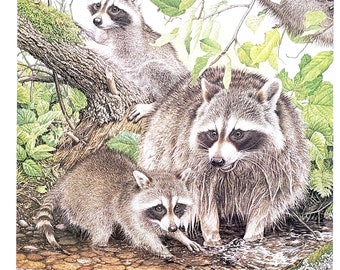 Raccoon Family Detail by Glen Loates Book Plate Reproduction Art Print 1977 9.5" x 13.5" North American Wildlife Nature Decor
