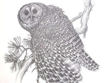 Spotted Owl Drawing by Glen Loates Book Plate Reproduction Art Print 1977 9.5" x 13.5" North American Birds Wildlife Nature Decor