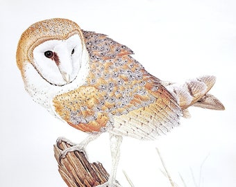 Barn Owl by Glen Loates Book Plate Reproduction Art Print 1977 9.5" x 13.5" North American Birds Wildlife Nature Decor