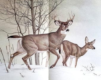 Whitetail Deer in Winter Snow by Glen Loates Book Plate Reproduction Art Print 1977 13" x 19" North American Wildlife Nature Decor