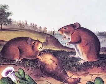 Hispid Cotton Rat door John James Audubon 9 "x 12" boekplaat met tekstinfo 1967 reproductie Art Print