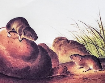Pine Vole by John James Audubon 9" x 12" Book Plate with Text Info 1967 Reproduction Art Print