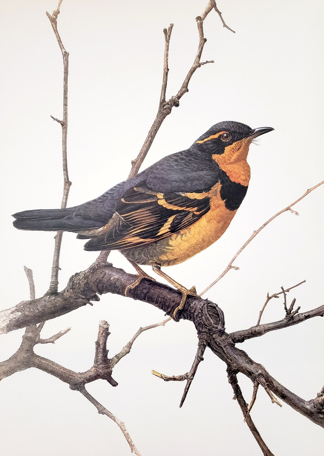 Varied Thrush Book Plate 1976 Birds of the West Coast Artwork by J. F ...