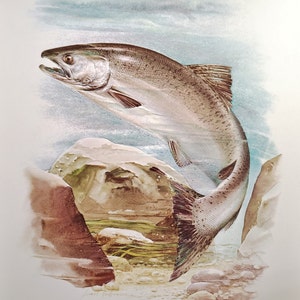 Chinook Salmon Fish Book Plate Print Illustration by Severt Andrewson 9x12 Gallery Wall Art Angler Man Cave Cabin Fishing Decor King Salmon
