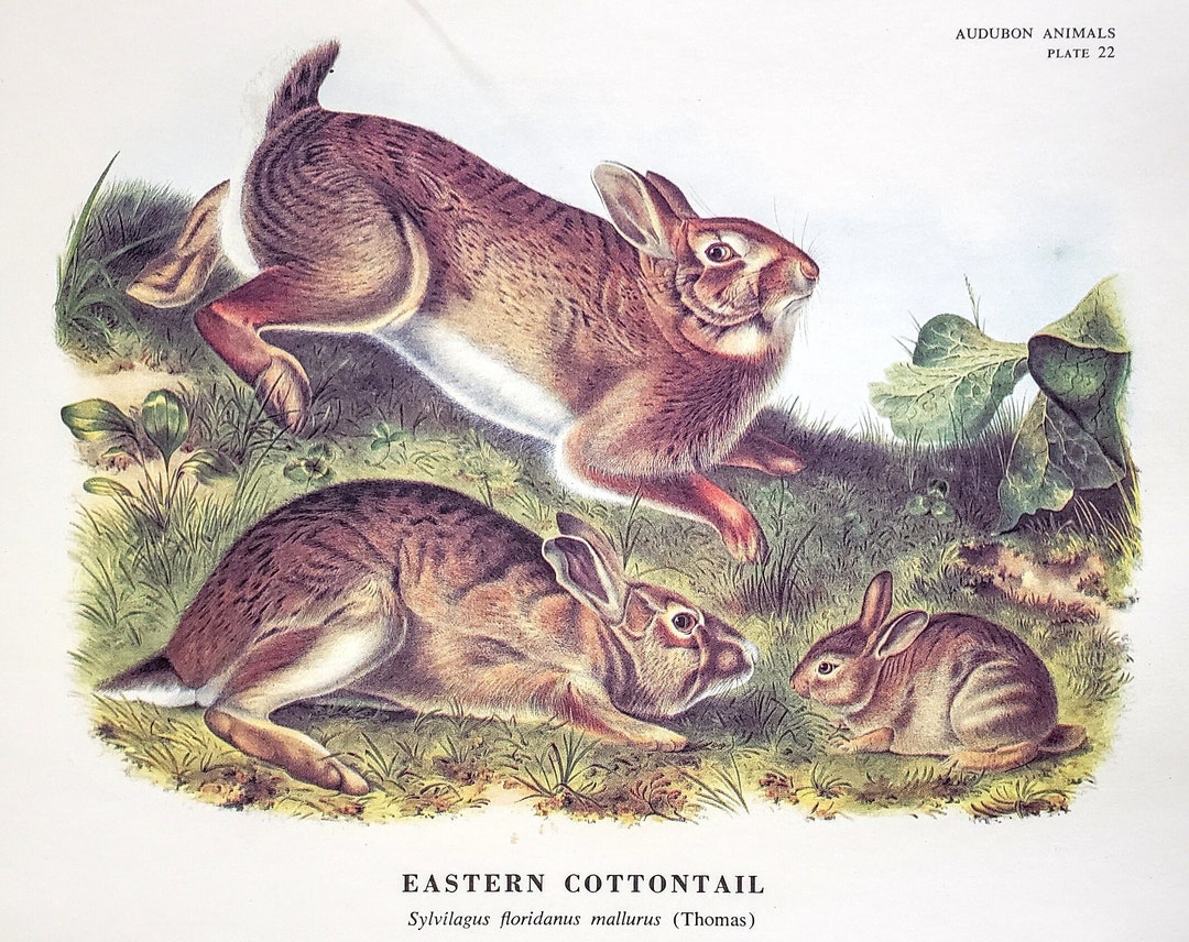 Eastern Cottontail Rabbit by John James Audubon 9