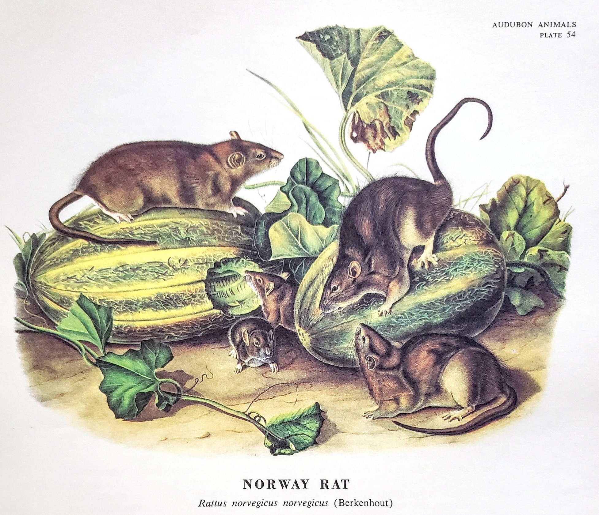 Norway Rats With Melons by John James Audubon 9