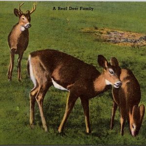Carte postale A Real Deer Family Buck Biche Fawn inutilisé