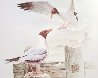 Black Headed Gulls Book Plate Print Illustration by Severt Andrewson 9x12 Gallery Wall Art European Seagulls Maritimes Sea Birds