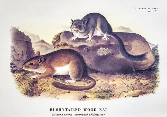 John Woodhouse Audubon、「WOOD RAT」 Brown or Norway Rat - Plate 54 — Audubon Art Prints