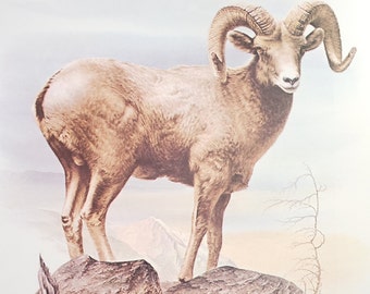 Bighorn Sheep Ram Book Plate Print Illustration by Severt Andrewson 9x12 Gallery Wall Art North American Wildlife