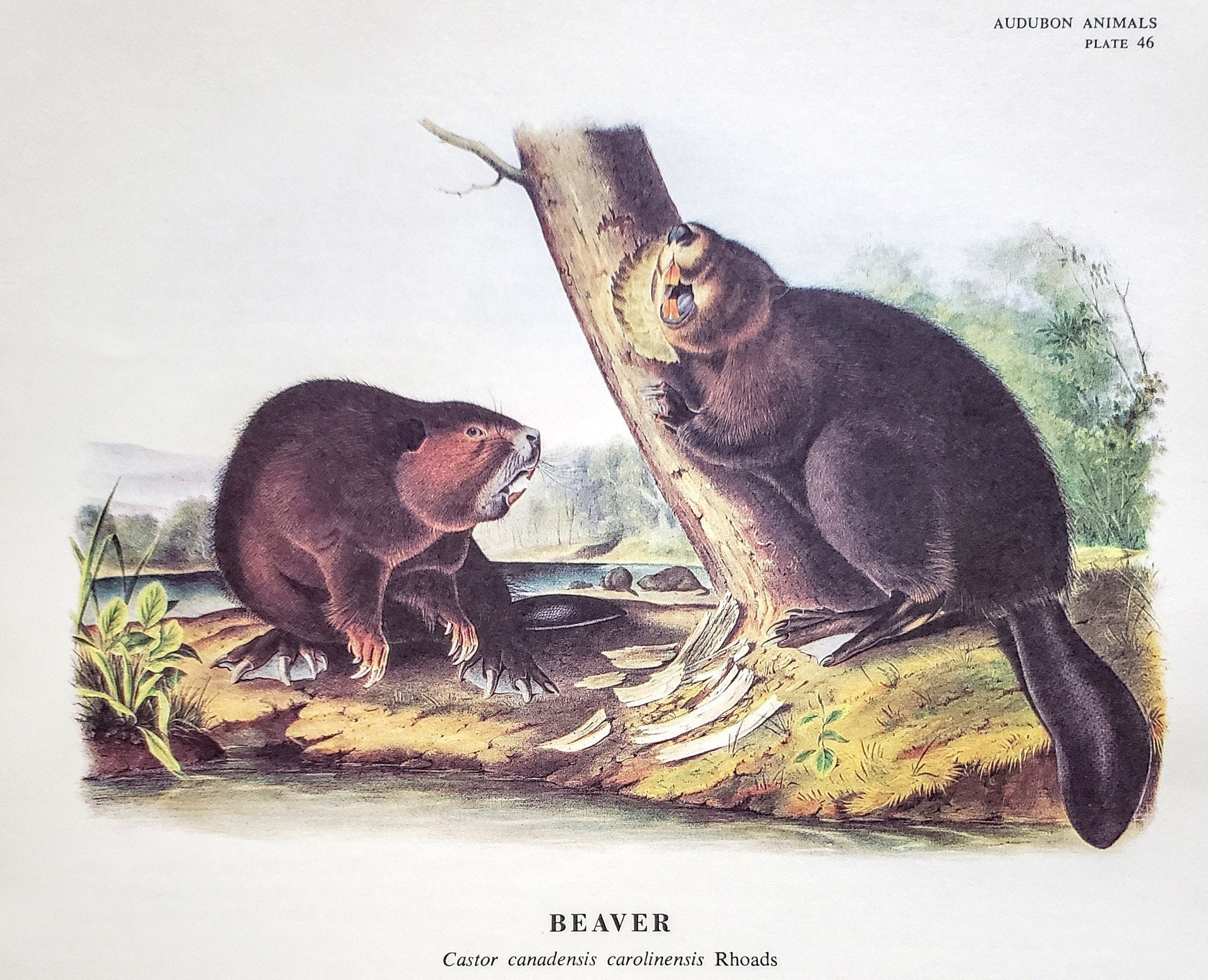 North American Beaver by John James Audubon 9