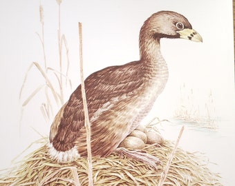 Pied Billed Grebe on Nest Book Plate Print Illustration by Severt Andrewson 9x12 Gallery Wall Art North American Birds Cabin Decor