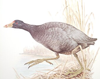 American Coot Book Plate Print Illustration by Severt Andrewson 9x12 Gallery Wall Art North American Waterfowl Birds