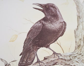 American Crow Book Plate Print Illustration by Severt Andrewson 9x12 Gallery Wall Art Black Birds Corvids