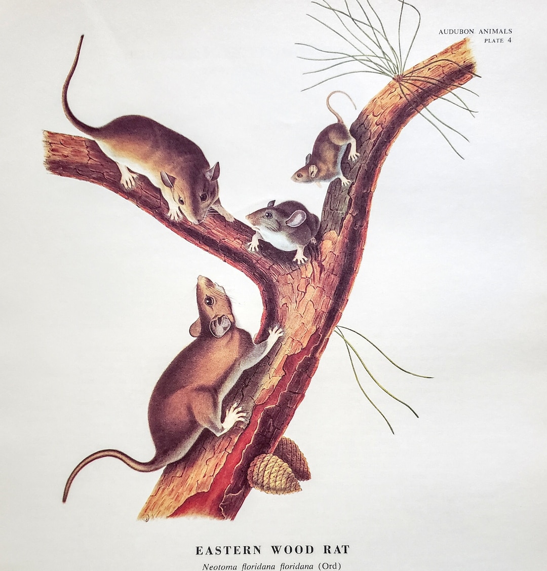 John Woodhouse Audubon、「WOOD RAT」 John James Audubon (1785-1851
