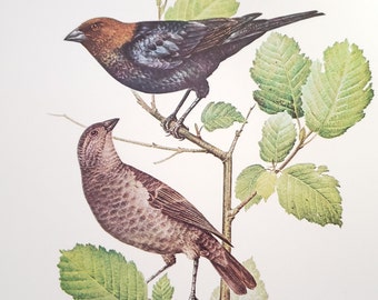 Brown Headed Cowbirds Book Plate Print Illustration by Severt Andrewson 9x12 Gallery Wall Art North American Canadian Birds Blackbirds