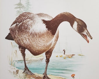 Canada Goose Book Plate Print Illustration by Severt Andrewson 9x12 Gallery Wall Art North American Freshwater Geese Birds Cabin Decor