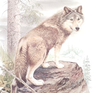 May include: A gray wolf with brown fur stands on a rock, looking to the right. The wolf has a bushy tail and a pointed snout. The background is a blurry forest scene.